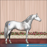 Horse Color:Gray White Spotted Brown Tobiano Rabicano