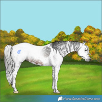 Horse Color:Gray Brown Splash Tobiano 