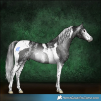 Horse Color:Gray White Spotted Black Tobiano 
