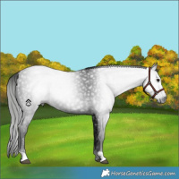 Horse Color:Gray Black Rabicano 