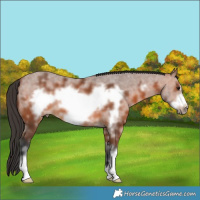 Horse Color:Bay Sabino Frame 
