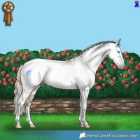 Horse Color:Buckskin Pearl Dun Tobiano Appaloosa  and Gray Red Dun Tobiano Rabicano 