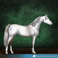 Horse Color:Gray Chestnut 