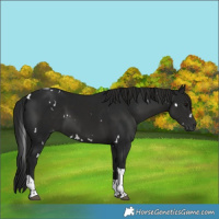 Horse Color:Gray White Spotted Black Tobiano 