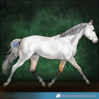 Horse Color:Gray Buckskin Roan 