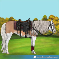 Horse Color:Silver Bay Dun Splash