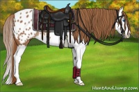 Horse Color:Chestnut Splash Appaloosa 