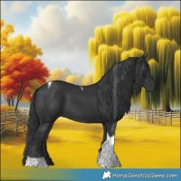 Horse Color:Black Tobiano 