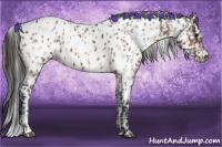 Horse Color:Bay Appaloosa  and Bay Appaloosa 