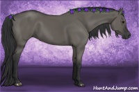 Horse Color:Grullo 