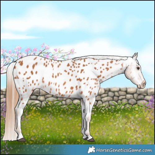 Horse Color:Chestnut Appaloosa