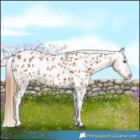 Horse Color:Chestnut Appaloosa 