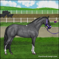 Horse Color:Blue Roan Tobiano 
