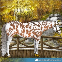 Horse Color:Bay Splash Appaloosa