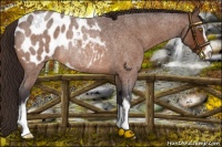 Horse Color:Buckskin Roan Sabino Appaloosa Rabicano