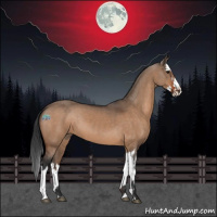 Horse Color:Brown Dun  and Brown Dun Splash 