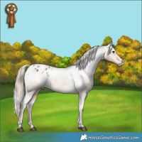 Horse Color:Chocolate Palomino Appaloosa 