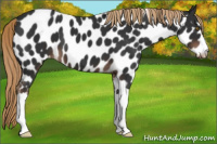 Horse Color:Liver Chestnut Leopard
