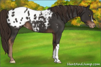 Horse Color:Liver Chestnut Appaloosa 