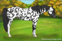 Horse Color:Black Appaloosa 