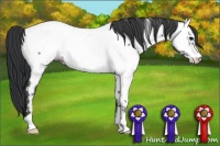 Horse Color:Blue Roan Appaloosa 