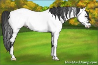 Horse Color:Blue Roan Appaloosa 
