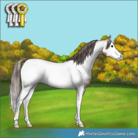 Horse Color:Bay Roan Splash Appaloosa 