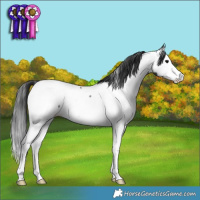 Horse Color:Blue Roan Splash Appaloosa