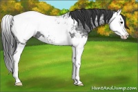 Horse Color:Black Ice Splash Appaloosa 