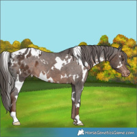 Horse Color:White Spotted Liver Chestnut Appaloosa
