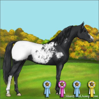 Horse Color:Black Near Fewspot 