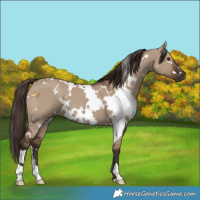 Horse Color:White Spotted Liver Red Dun 