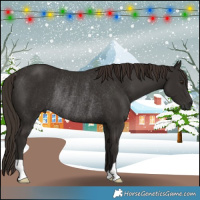 Horse Color:Liver Chestnut Rabicano 