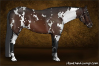 Horse Color:White Spotted Brown 