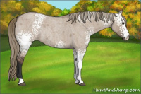 Horse Color:White Spotted Liver Red Dun Roan Rabicano 