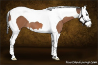 Horse Color:Bay Splash Tobiano 