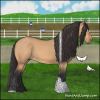 Horse Color:Bay Dun Tobiano 