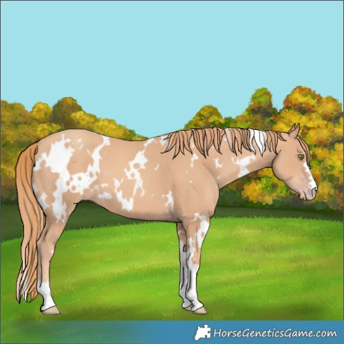 Horse Color:White Spotted Gold Champagne 