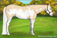 Horse Color:Silver Classic Cream Champagne Dun Splash Frame Rabicano