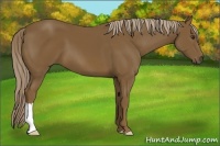 Horse Color:Chocolate Palomino 