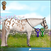 Horse Color:Red Dun Appaloosa