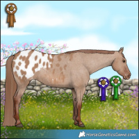 Horse Color:Red Dun Appaloosa 