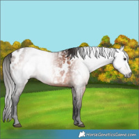 Horse Color:Gray Bay Appaloosa 