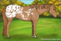 Horse Color:Chestnut Appaloosa 