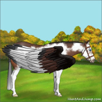 Horse Color:Bay Splash Frame Rabicano 