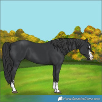 Horse Color:Black 
