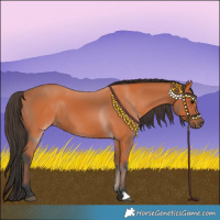 Horse Color:Bay 