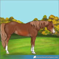 Horse Color:Chestnut 
