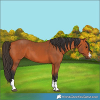 Horse Color:Bay 