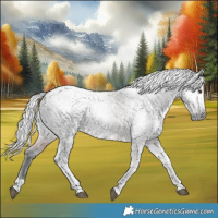 Horse Color:Gray White Spotted Liver Chestnut Tobiano Appaloosa 